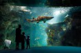 /album/fotogalerij/het-aquarium-in-l-r-jpg1/